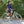 Load image into Gallery viewer, Radrock No. 1 - #LEAVES, Futter in ozeanblau